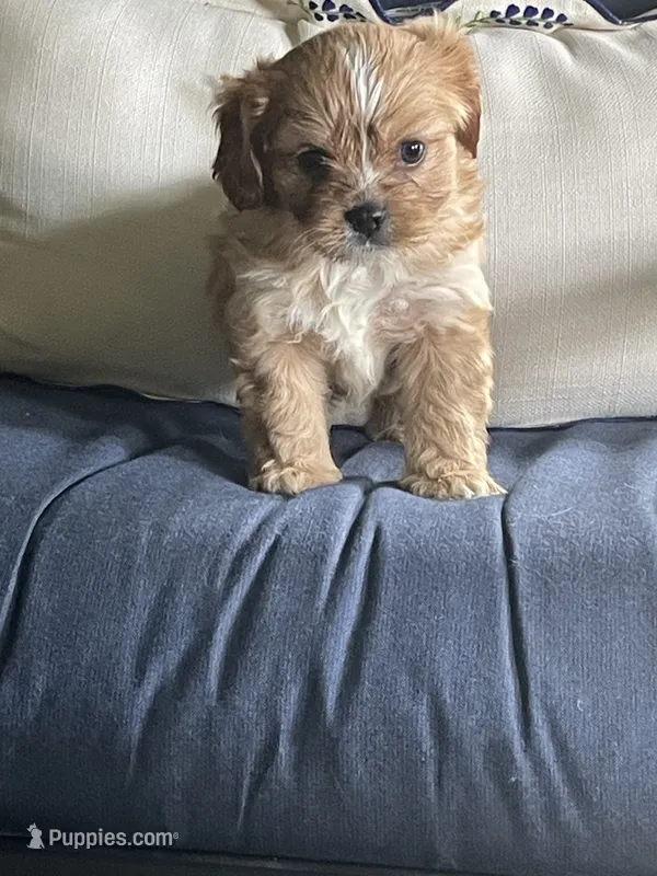 Chewbacca (Chewy) – Cavalier King Charles Spaniel, Maltese puppy for sale in Sherman, TX