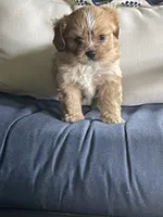 Chewbacca (Chewy), a male Cavalier King Charles Spaniel and Maltese for sale in Sherman, TX – 1 of 1