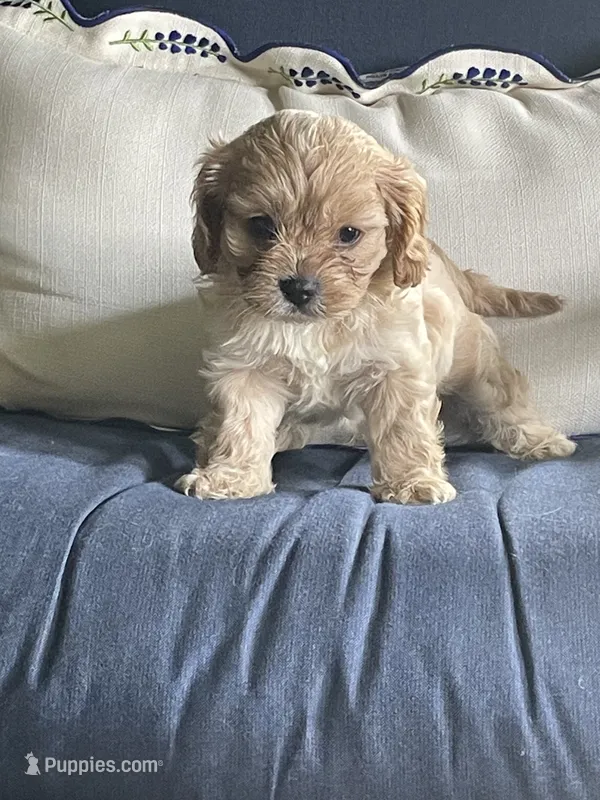 Han Solo (Han) – Cavalier King Charles Spaniel, Maltese puppy for sale in Sherman, TX