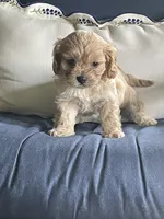 Han Solo (Han), a male Cavalier King Charles Spaniel and Maltese for sale in Sherman, TX – 1 of 1