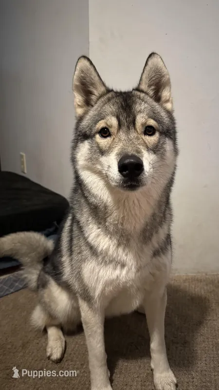 Shay – Siberian Husky puppy for sale in Colfax, WI