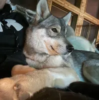 Shay, a female Siberian Husky for sale in Colfax, WI – Photo 3 of 5