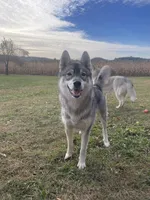 Shay, a female Siberian Husky for sale in Colfax, WI – Photo 4 of 5