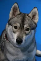 Shay, a female Siberian Husky for sale in Colfax, WI – Photo 2 of 5