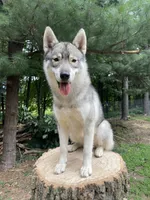 Shay, a female Siberian Husky for sale in Colfax, WI – Photo 5 of 5