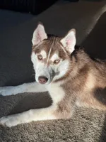 Margo, a female Siberian Husky for sale in Colfax, WI – Photo 6 of 6