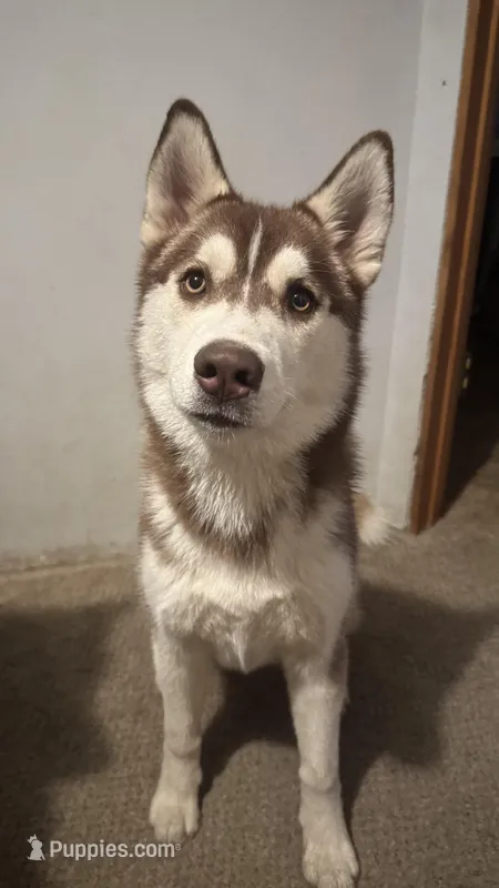 Margo – Siberian Husky puppy for sale in Colfax, WI