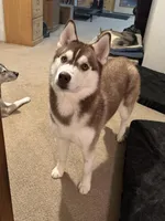 Margo, a female Siberian Husky for sale in Colfax, WI – Photo 2 of 6