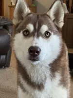 Margo, a female Siberian Husky for sale in Colfax, WI – Photo 5 of 6