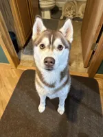 Margo, a female Siberian Husky for sale in Colfax, WI – Photo 4 of 6