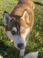 Margo, a female Siberian Husky for sale in Colfax, WI – Photo 3 of 6