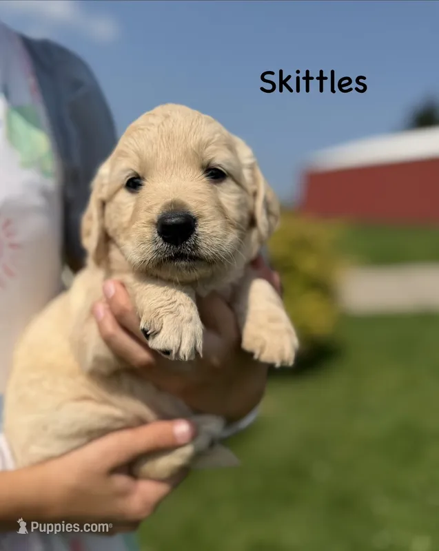 Skittles  – Goldendoodle, English Cream Golden Retriever puppy for sale in La Valle, WI