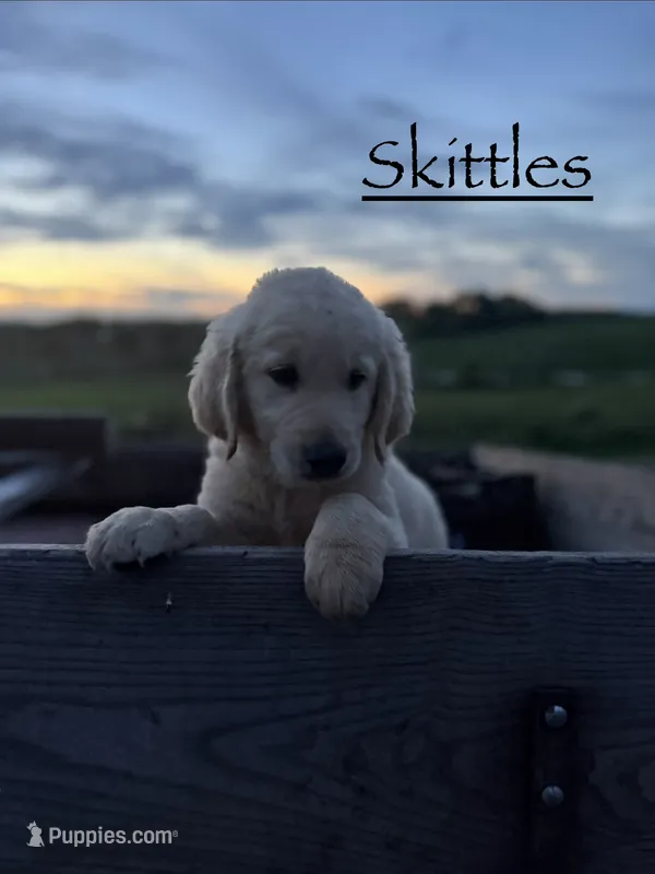 Skittles  – Goldendoodle, English Cream Golden Retriever puppy for sale in La Valle, WI