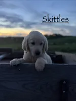 Skittles , a male Goldendoodle and English Cream Golden Retriever for sale in La Valle, WI – 1 of 10