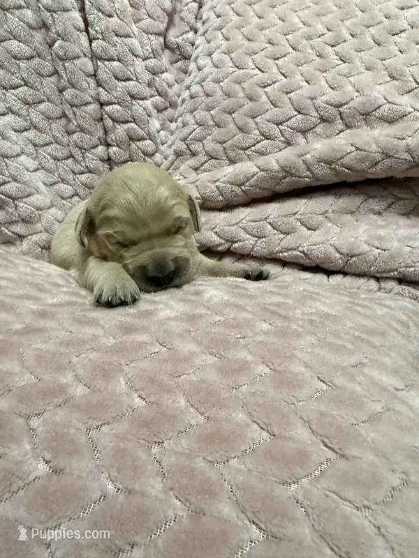 Daisy 🌼  – Goldendoodle, English Cream Golden Retriever puppy for sale in La Valle, WI