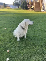 ChaCha , a female Goldendoodle and English Cream Golden Retriever for sale in La Valle, WI – 4 of 5