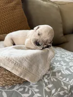 Bubbles 🫧, a female Goldendoodle and English Cream Golden Retriever for sale in La Valle, WI – 6 of 9