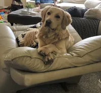 Skittles , a male Goldendoodle and English Cream Golden Retriever for sale in La Valle, WI – 3 of 4