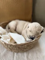 Skittles , a male Goldendoodle and English Cream Golden Retriever for sale in La Valle, WI – 6 of 10
