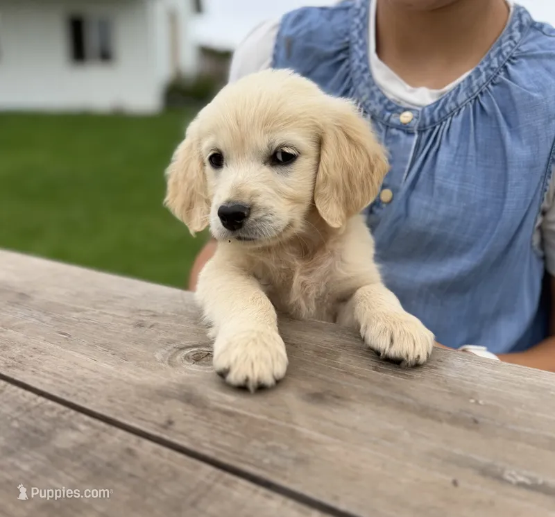 Bubbles 🫧 – Goldendoodle, English Cream Golden Retriever puppy for sale in La Valle, WI