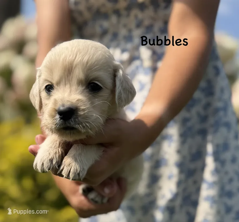 Bubbles 🫧 – Goldendoodle, English Cream Golden Retriever puppy for sale in La Valle, WI