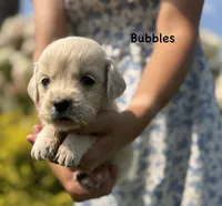 Bubbles 🫧, a female Goldendoodle and English Cream Golden Retriever for sale in La Valle, WI – 2 of 9
