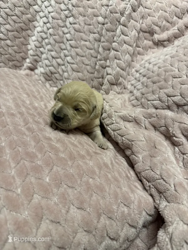 Sunshine ☀️  – Goldendoodle, English Cream Golden Retriever puppy for sale in La Valle, WI