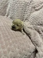 Sunshine ☀️ , a female Goldendoodle and English Cream Golden Retriever for sale in La Valle, WI – 1 of 4