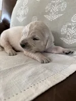 Scoopy, a male Goldendoodle and English Cream Golden Retriever for sale in La Valle, WI – 6 of 10