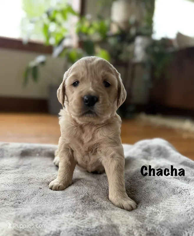 ChaCha  – Goldendoodle, English Cream Golden Retriever puppy for sale in La Valle, WI