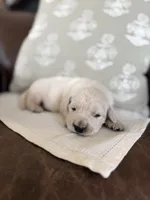 Scoopy, a male Goldendoodle and English Cream Golden Retriever for sale in La Valle, WI – 7 of 10