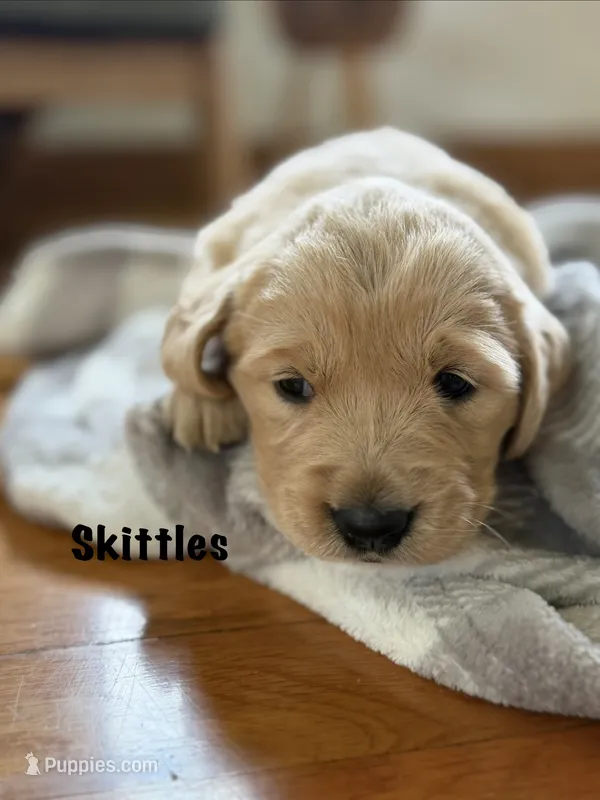 Skittles  – Goldendoodle, English Cream Golden Retriever puppy for sale in La Valle, WI