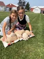 Skippy, a male Goldendoodle and English Cream Golden Retriever for sale in La Valle, WI – 9 of 9