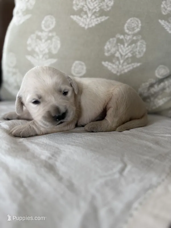 Skippy – Goldendoodle, English Cream Golden Retriever puppy for sale in La Valle, WI