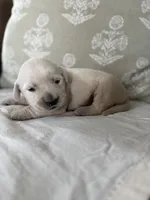 Skippy, a male Goldendoodle and English Cream Golden Retriever for sale in La Valle, WI – 6 of 9