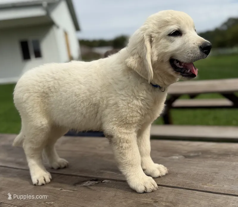 Scoopy – Goldendoodle, English Cream Golden Retriever puppy for sale in La Valle, WI