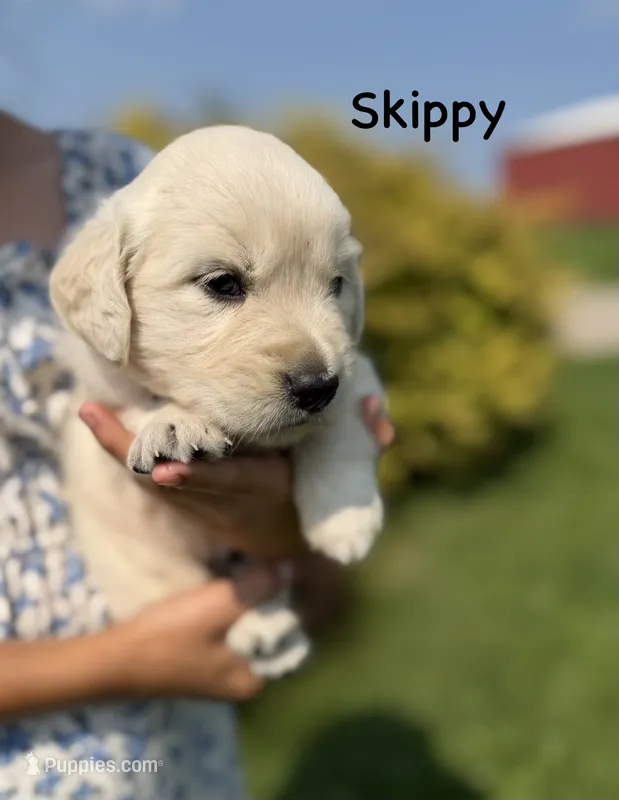 Skippy – Goldendoodle, English Cream Golden Retriever puppy for sale in La Valle, WI