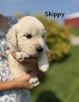 Skippy, a male Goldendoodle and English Cream Golden Retriever for sale in La Valle, WI – 2 of 9