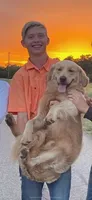 Daisy 🌼 , a female Goldendoodle and English Cream Golden Retriever for sale in La Valle, WI – 2 of 5