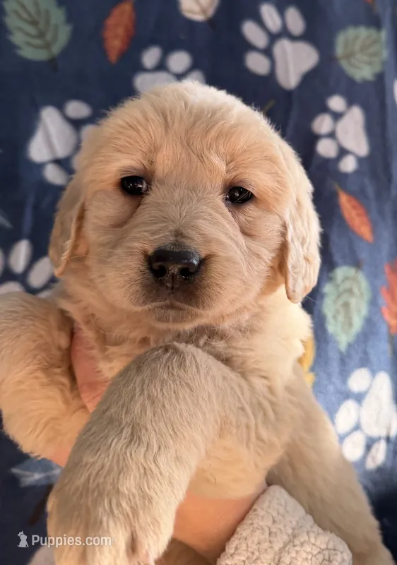 Charlie Brown - green