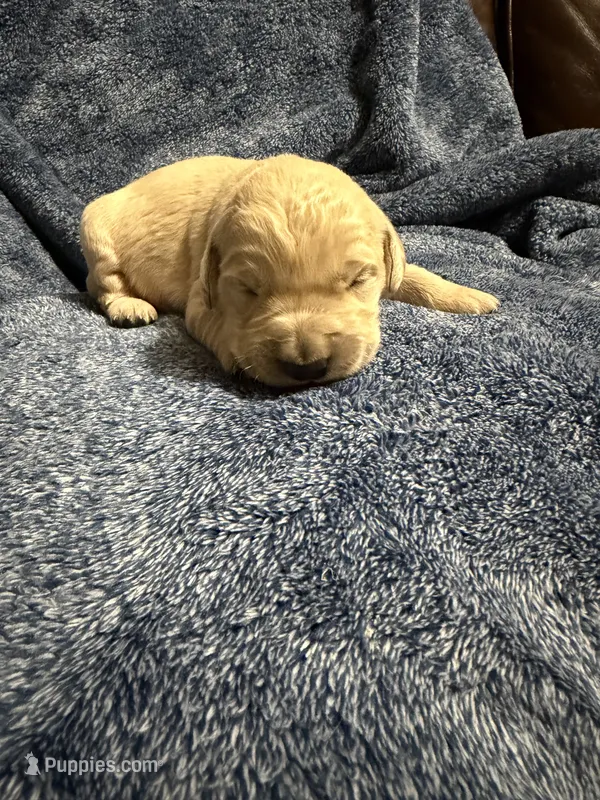 Scoopy – Goldendoodle, English Cream Golden Retriever puppy for sale in La Valle, WI