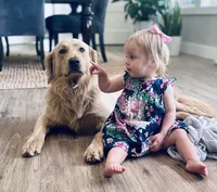 Skippy, a male Goldendoodle and English Cream Golden Retriever for sale in La Valle, WI – 3 of 4