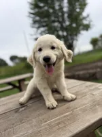 Max, a male Goldendoodle and English Cream Golden Retriever for sale in La Valle, WI – 1 of 10