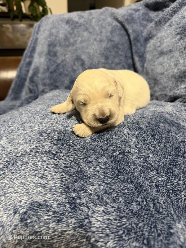 Skippy – Goldendoodle, English Cream Golden Retriever puppy for sale in La Valle, WI