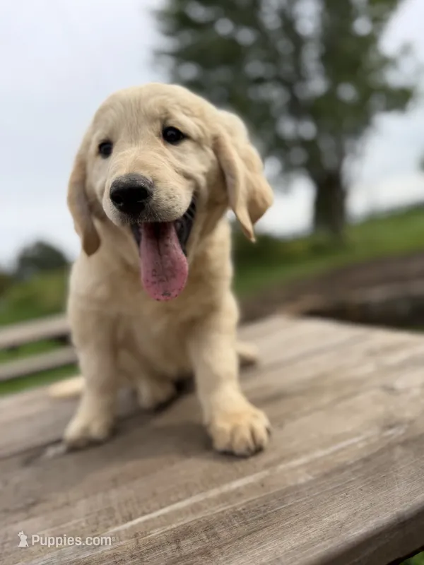Skittles  – Goldendoodle, English Cream Golden Retriever puppy for sale in La Valle, WI