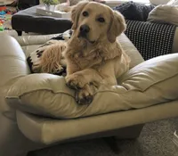 ChaCha , a female Goldendoodle and English Cream Golden Retriever for sale in La Valle, WI – 3 of 5
