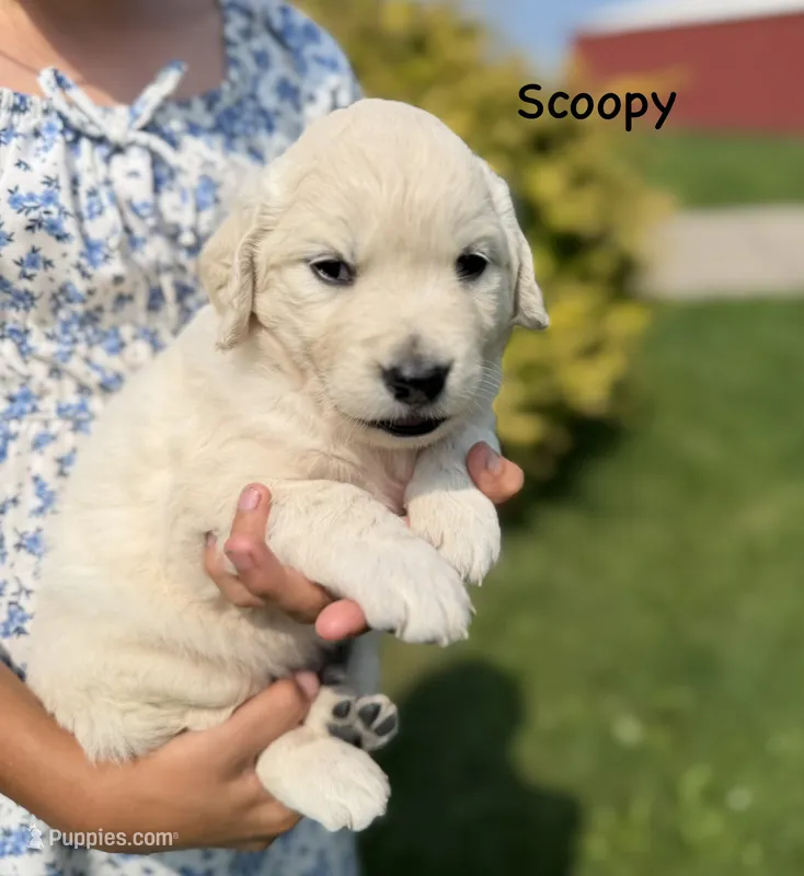 Scoopy – Goldendoodle, English Cream Golden Retriever puppy for sale in La Valle, WI