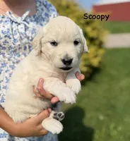 Scoopy, a male Goldendoodle and English Cream Golden Retriever for sale in La Valle, WI – 2 of 10