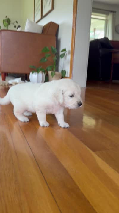 Scoopy, a male Goldendoodle and English Cream Golden Retriever for sale in La Valle, WI – 4 of 10