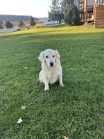 Daisy 🌼 , a female Goldendoodle and English Cream Golden Retriever for sale in La Valle, WI – 4 of 5